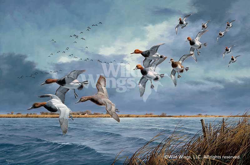 canvasback-ducks-art-print-turbulence-over-delta-marsh-by-david-maass-1540807007d_88412857-1983-4256-a458-bc8a88651be1.jpg
