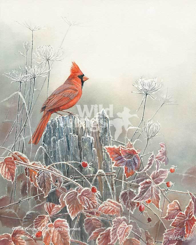 cardinal-bird-art-print-frost-and-fire-by-susan-bourdet-1085230026d_81eb404b-309b-45ec-b8f1-b7b9a408682b.jpg