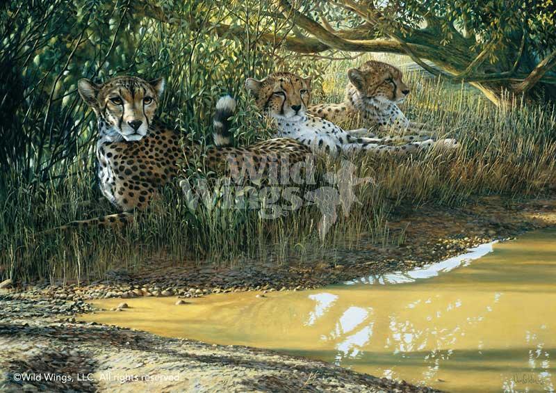 cheetahs-african-animals-art-print-beating-the-heat-by-ron-van-gilder-1913054079d_e77976c8-58cb-4f81-929a-bf8b5a9280cf.jpg