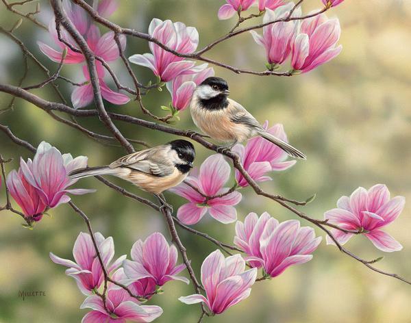 chickadees-and-spring-magnolias-print-rosemary-millette-1593079137_2412f920-1849-4e30-bb3c-c3284d410830.jpg