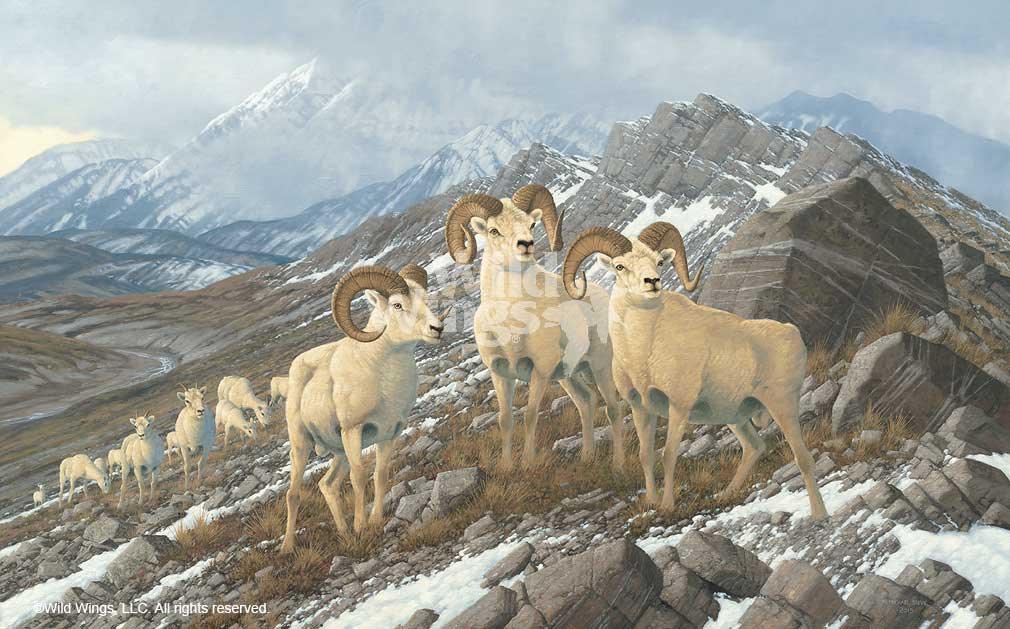 dall-sheep-art-print-alpine-kings-by-michael-sieve-1780026470d_0ba2c125-9137-457b-8a5a-ae5614f9efb0.jpg