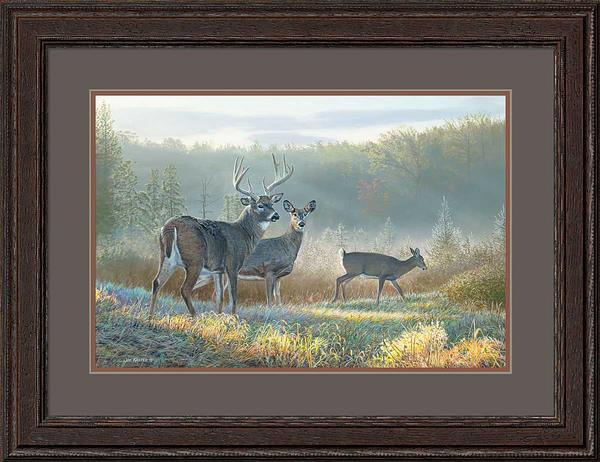 deer-dreaming-white-tail-deer-framed-print-kasper-F423205565.jpg