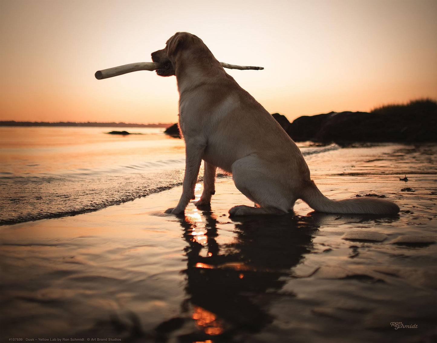 dusk-yellow-lab-art-collection-1759059056IG.jpg