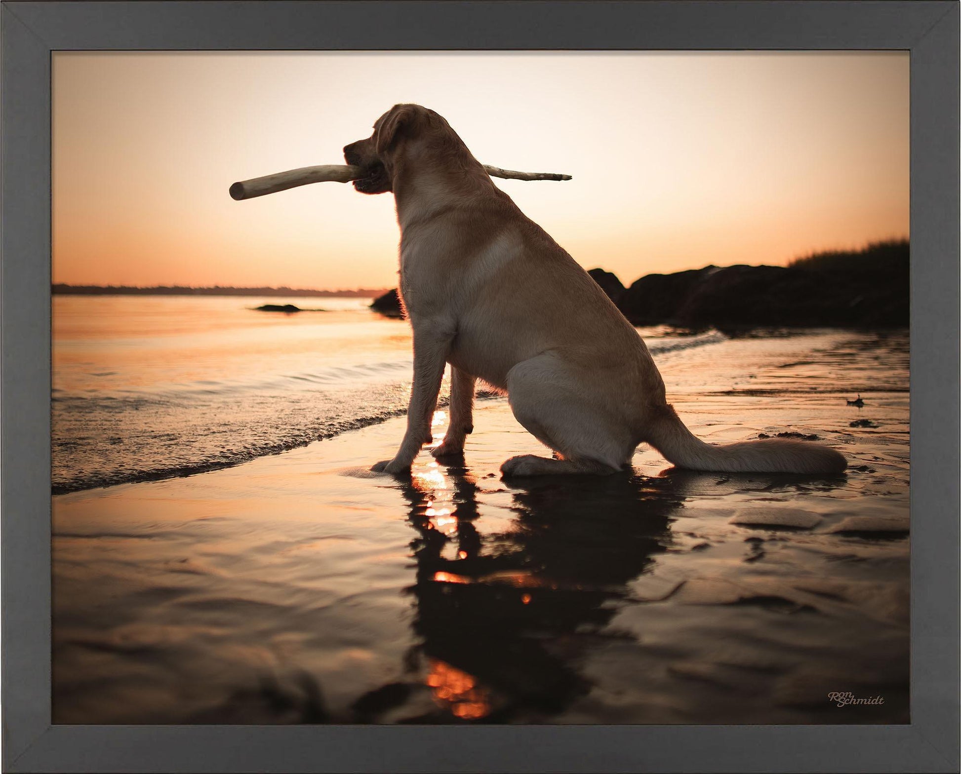 dusk-yellow-lab-framed-print-F759059056B.jpg