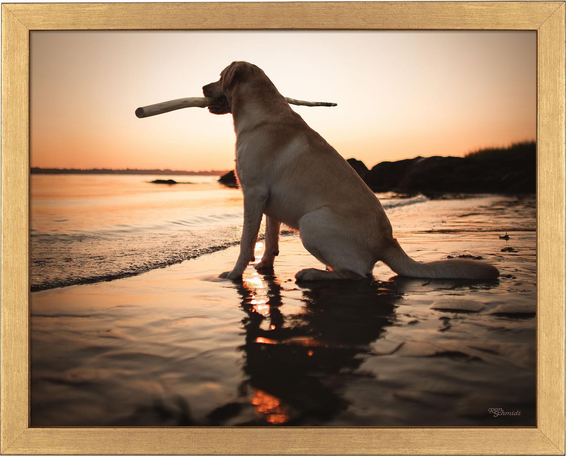 dusk-yellow-lab-framed-print-F759059056G.jpg