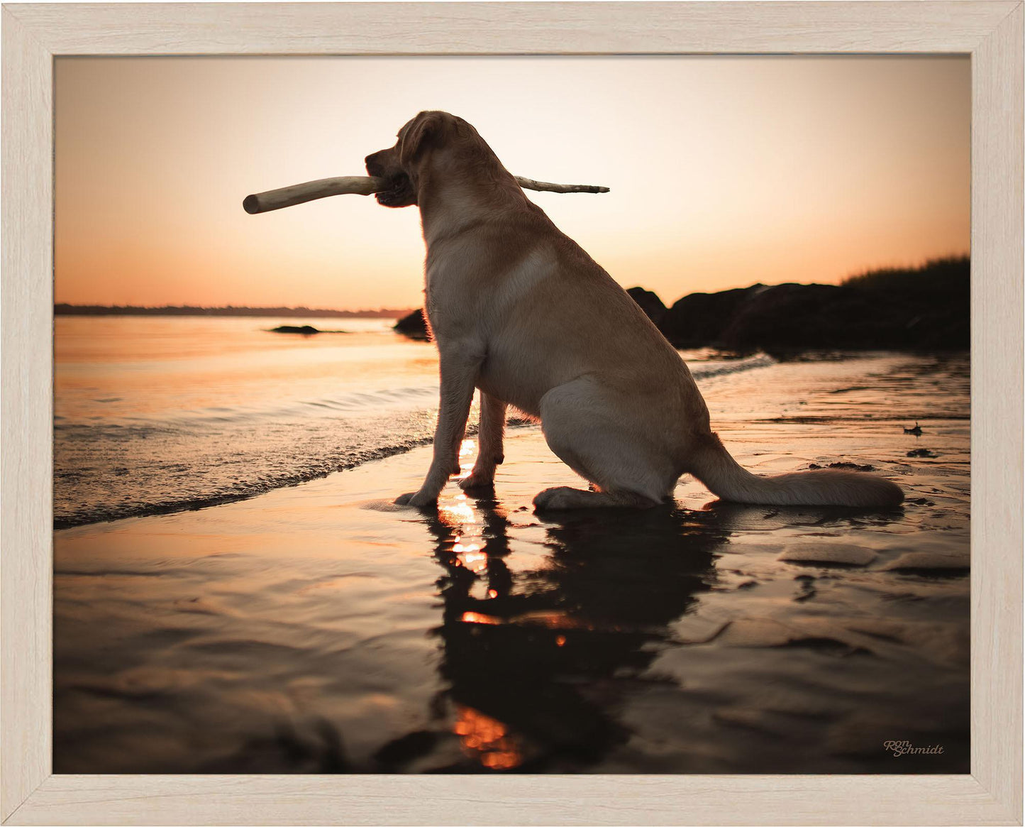 dusk-yellow-lab-framed-print-F759059056N.jpg