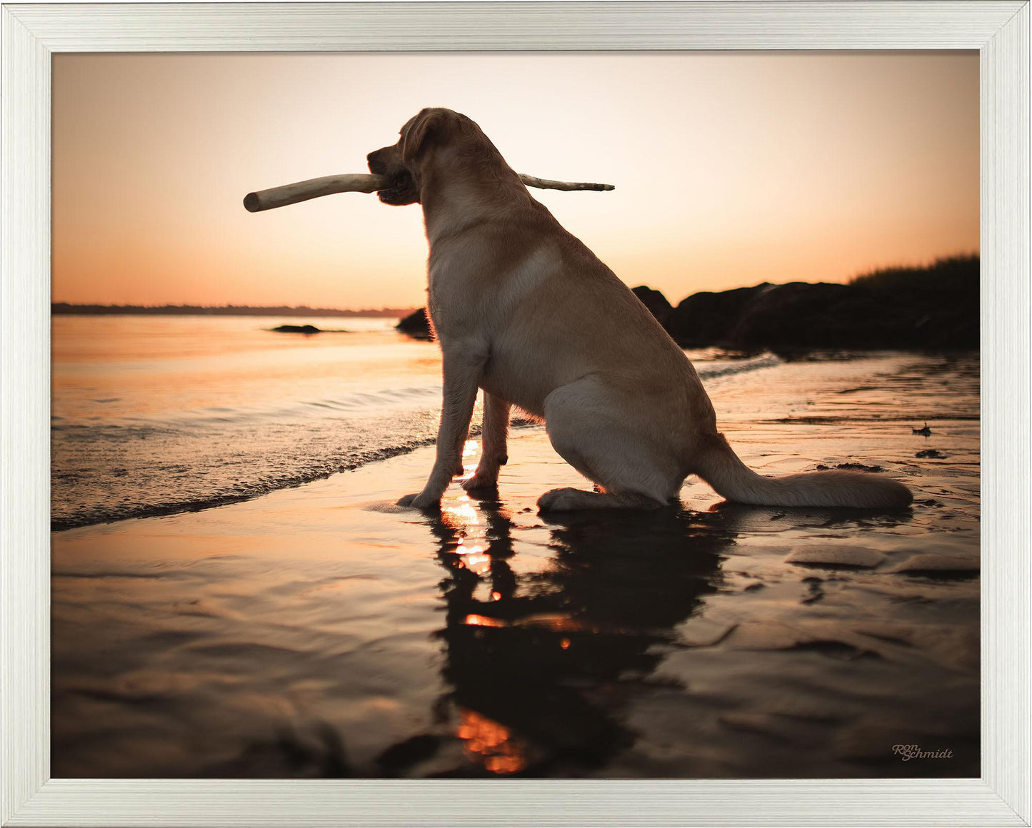 dusk-yellow-lab-framed-print-F759059056S.jpg