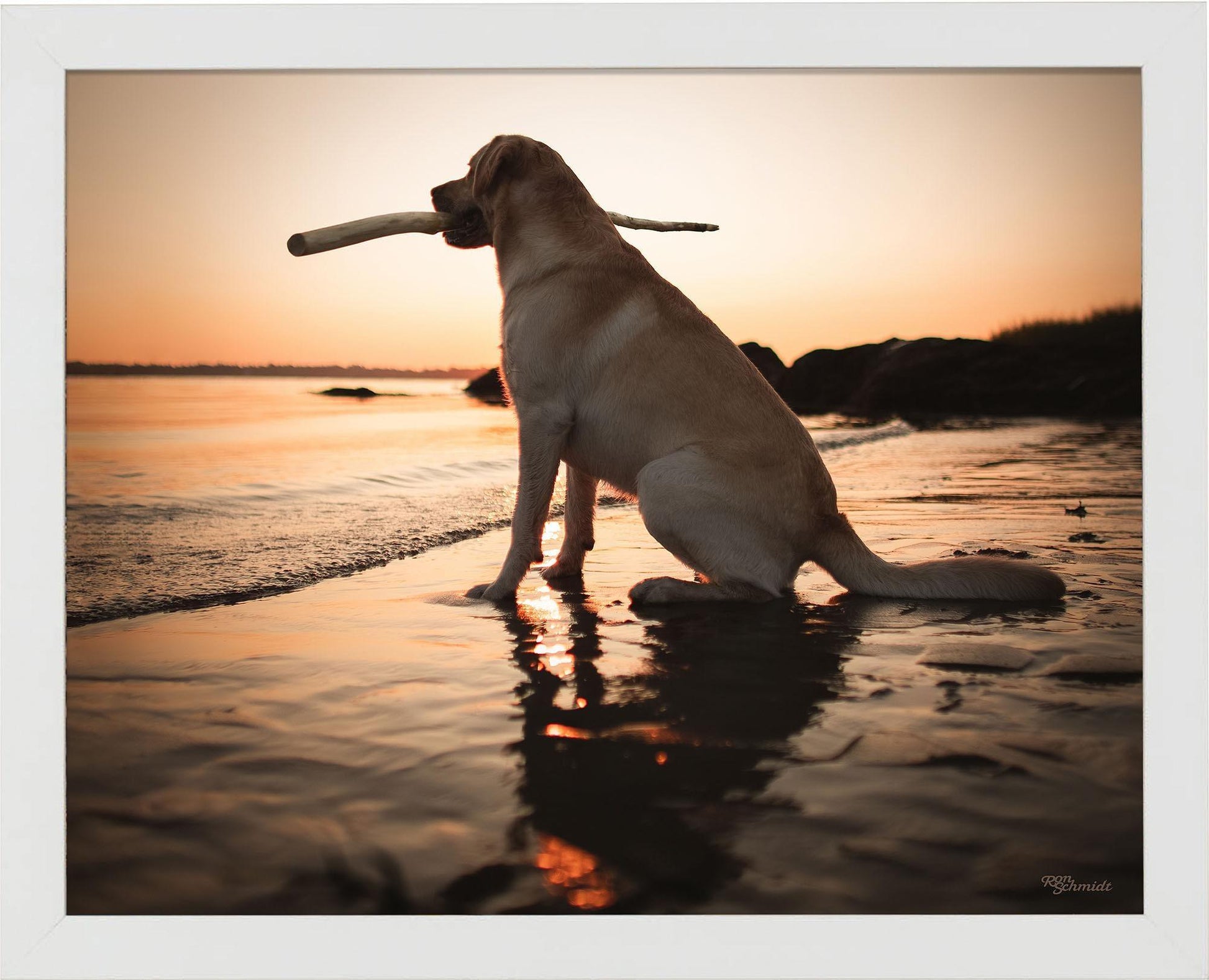 dusk-yellow-lab-framed-print-F759059056W.jpg