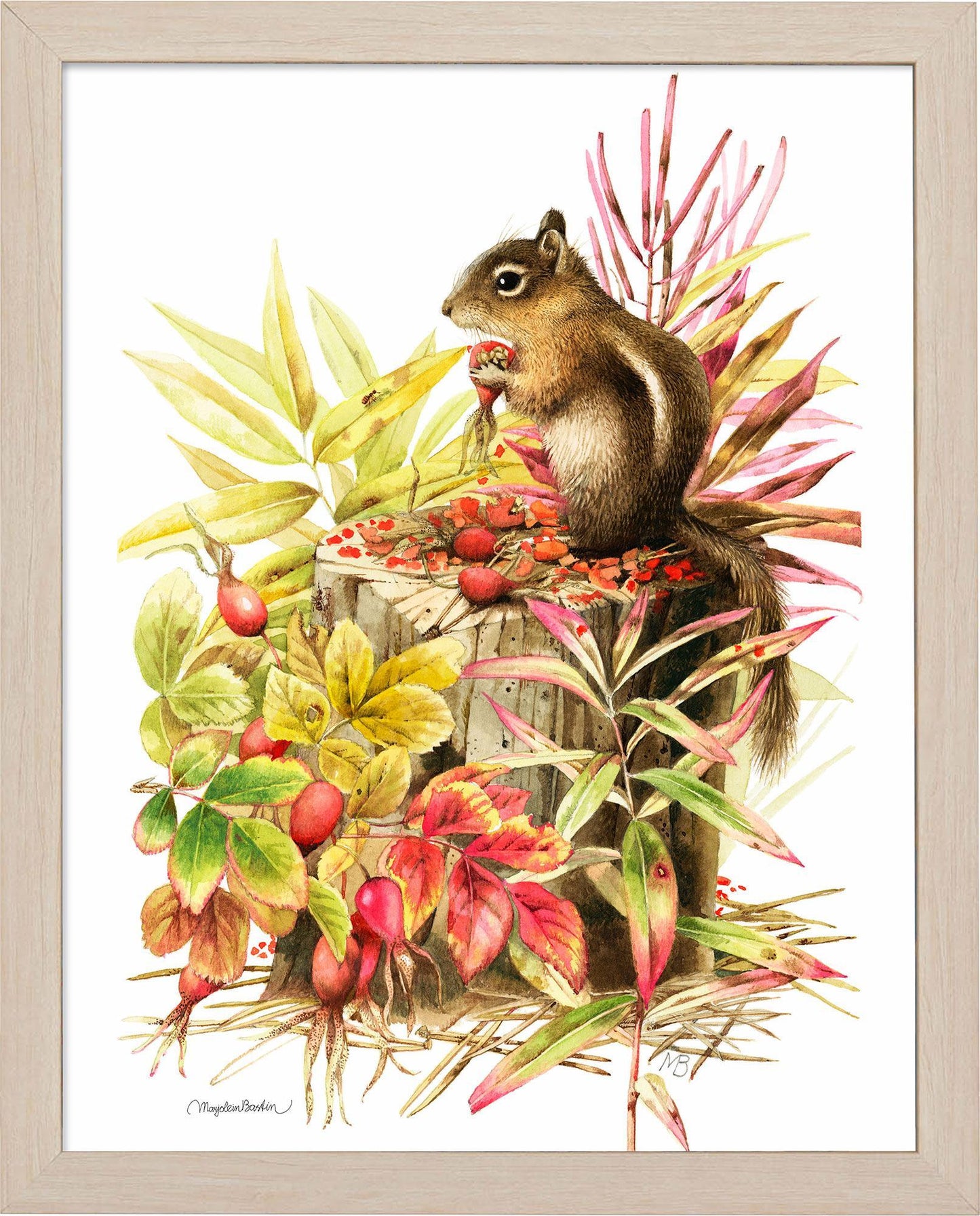 fd-colorados-mantled-squirrel14x11-ap-natur-F058185074N.jpg