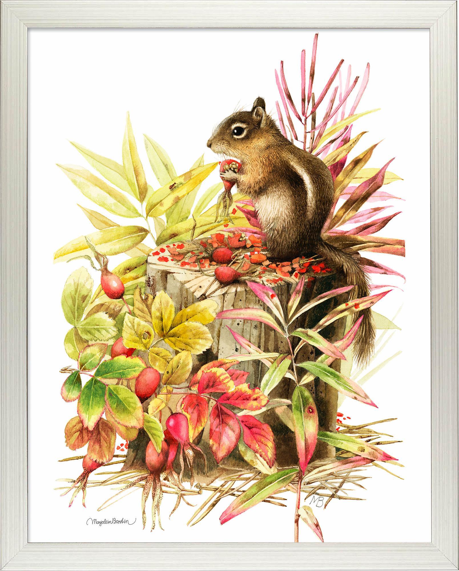 fd-colorados-mantled-squirrel14x11-ap-silve-F058185074S.jpg