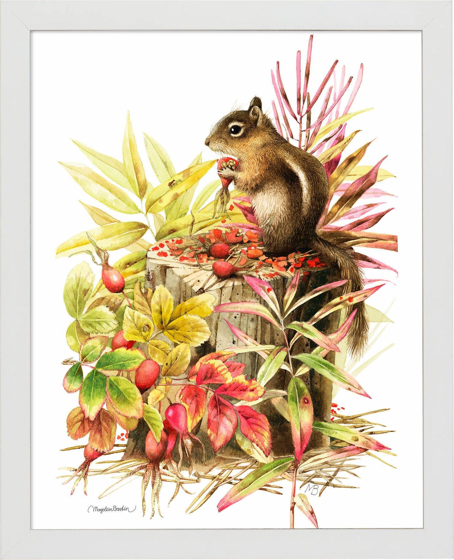 fd-colorados-mantled-squirrel14x11-ap-white-F058185074W.jpg