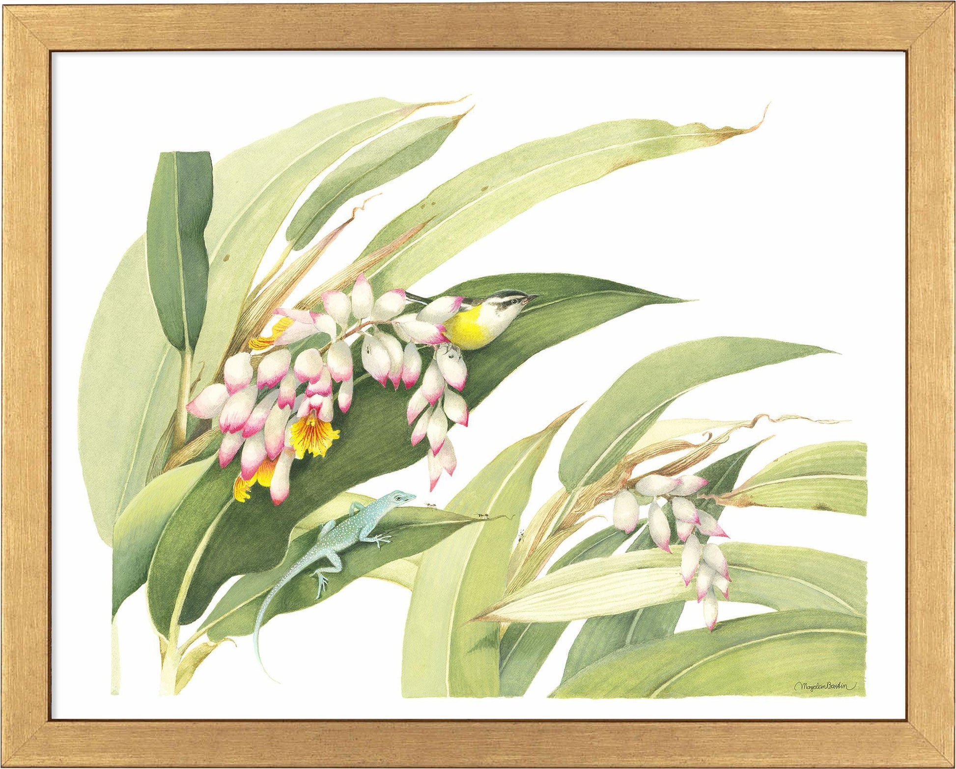 fd-flowering-ginger-plant41x11-ap-goldbast-F058225026G.jpg