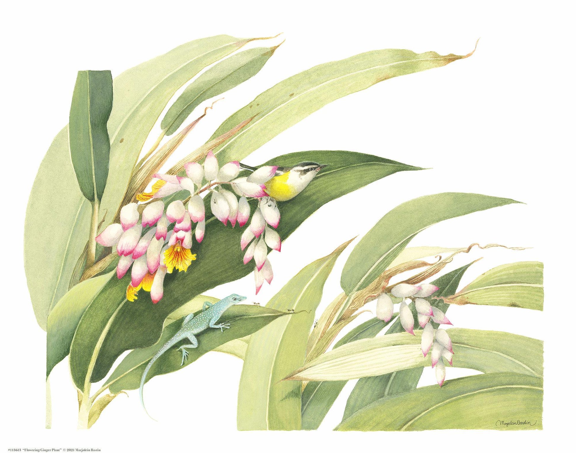 flowering-ginger-plant14x11-apbastin-1058225026.jpg