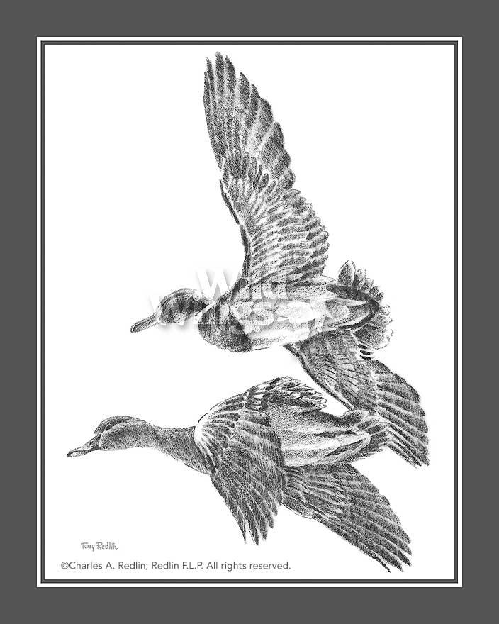 flying-ducks-pencil-sketch-by-terry-redlin-1701245601d_f0f62365-0ee3-4d9e-87cc-6c1f74249985.jpg