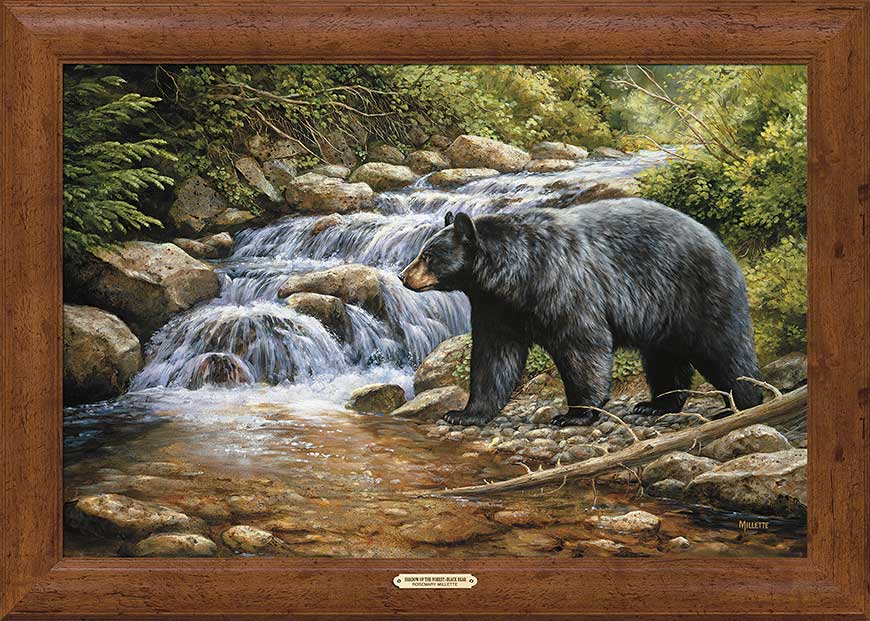 framed-black-bear-canvas-art-shadow-of-the-forest-by-rosemary-millette-F593705475Od.jpg