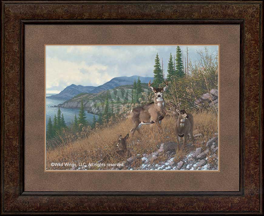 framed-blacktailed-deer-art-print-kodiak-island-by-michael-sieve-F780397065d.jpg