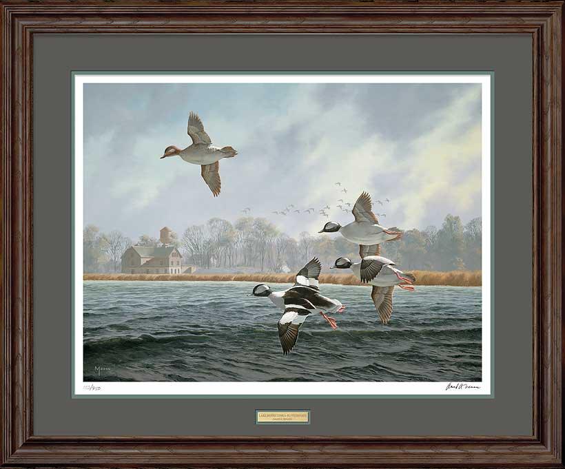 framed-bufflehead-ducks-art-print-lake-minnetonka-by-david-maass-F540443016d.jpg