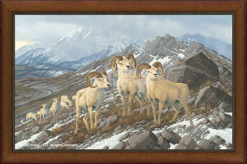 framed-dall-sheep-canvas-print-alpine-kings-by-michael-sieve-F780026470d.jpg