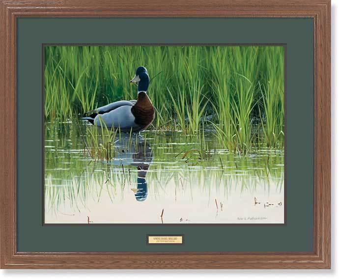 framed-duck-art-print-spring-drake-mallard-by-peter-mathios-ELT1876301d_91e51f05-f7b1-4642-b489-d895d357431a.jpg