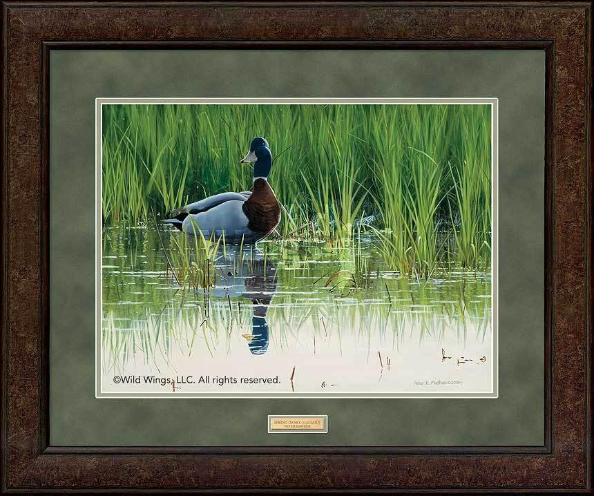 framed-duck-art-print-spring-drake-mallard-by-peter-mathios-ELT1876301dd_d77c6961-441c-4ed5-a817-27e5037139a4.jpg