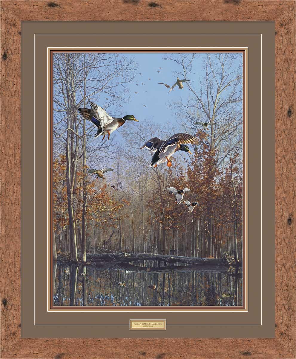 framed-ducks-art-print-green-timber-mallards-by-scot-storm-F830342001d.jpg