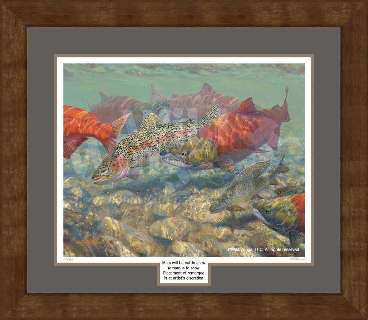 framed-remarqued-salmon-fish-art-print-by-mark-susinno-F835138151d.jpg