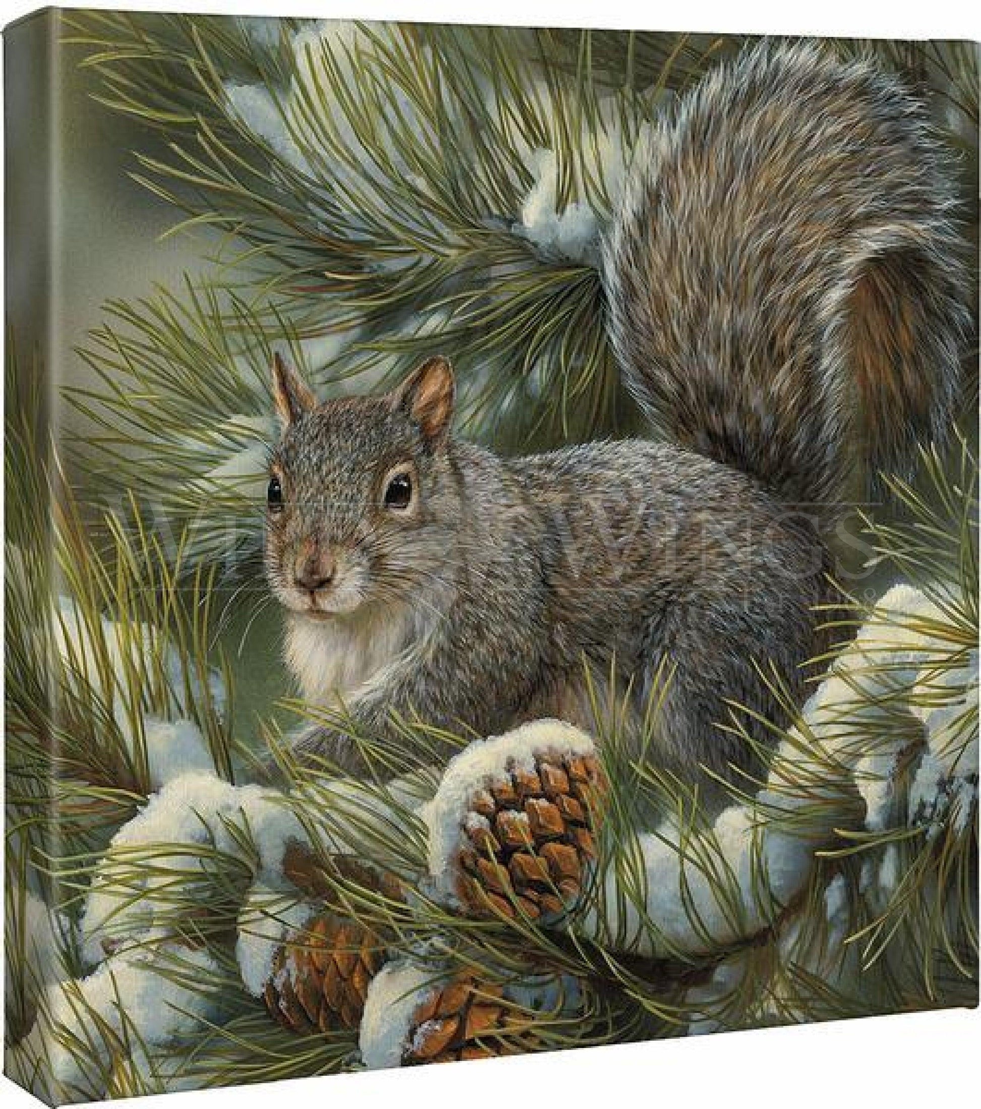 gray-squirrel-gallery-wrapped-canvas14h-x-14w-art-collection_606.jpg