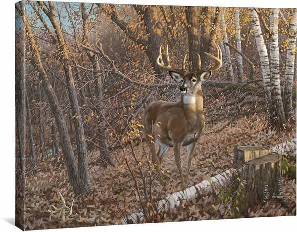 great-eight-whitetail-deer-gallery-wrapped-canvas-michael-sieve-F780263465CGW_144bfbc9-a521-4275-aead-afe3ade47131.jpg