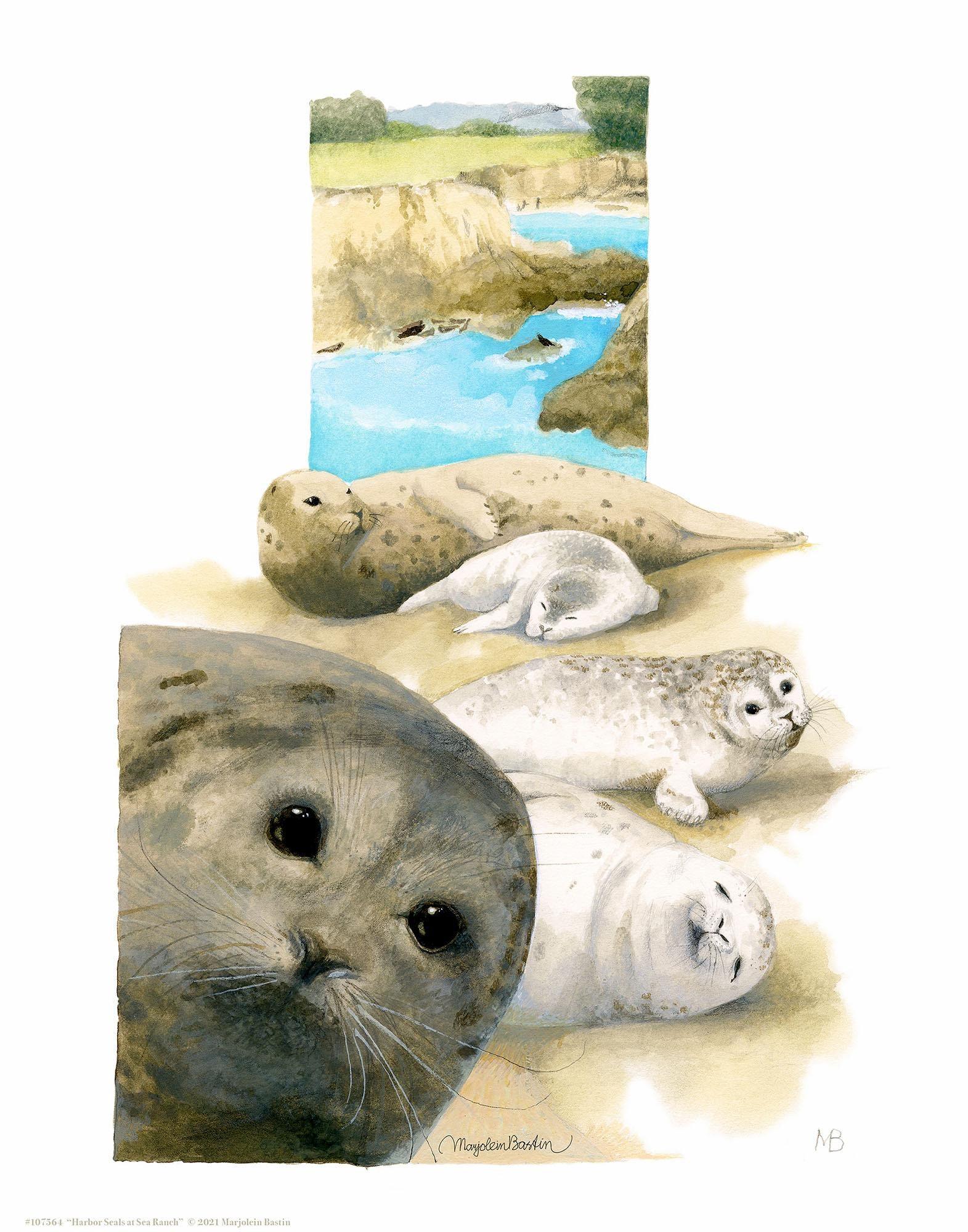 harbor-seals-at-sea-ranch-art-collection-1058322578IG.jpg