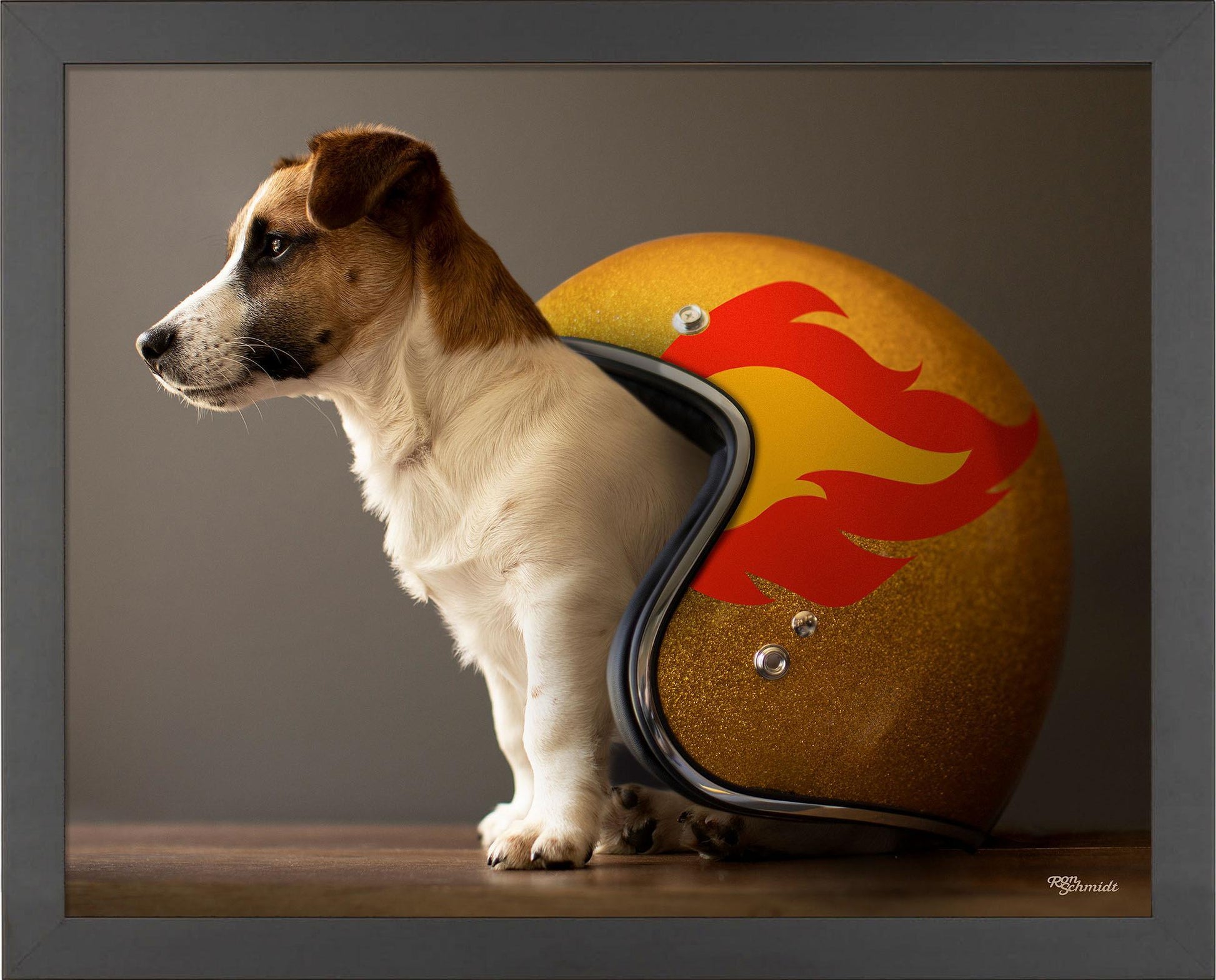 helmet-jack-russell-terrier-framed-print-F759224062B.jpg
