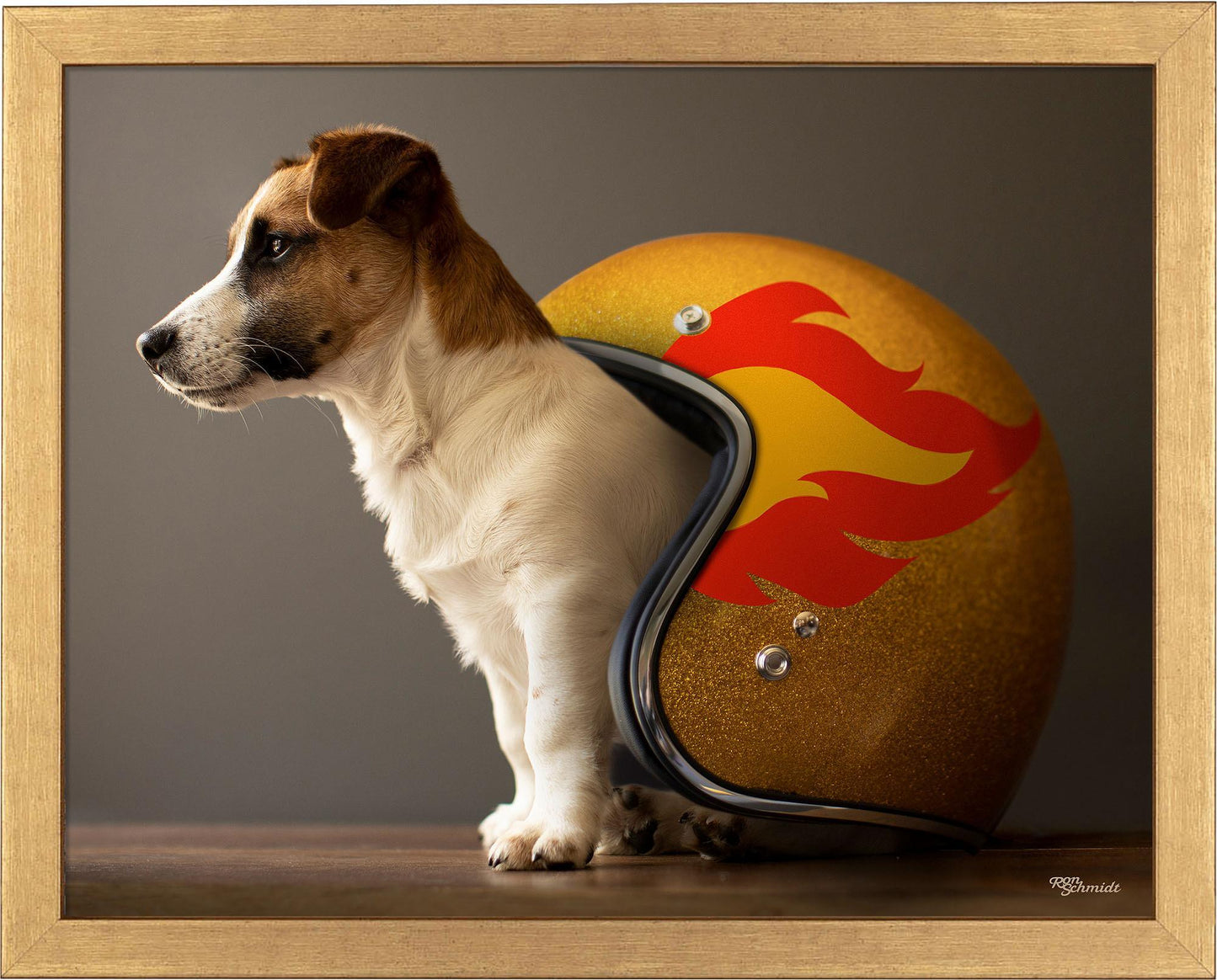 helmet-jack-russell-terrier-framed-print-F759224062G.jpg