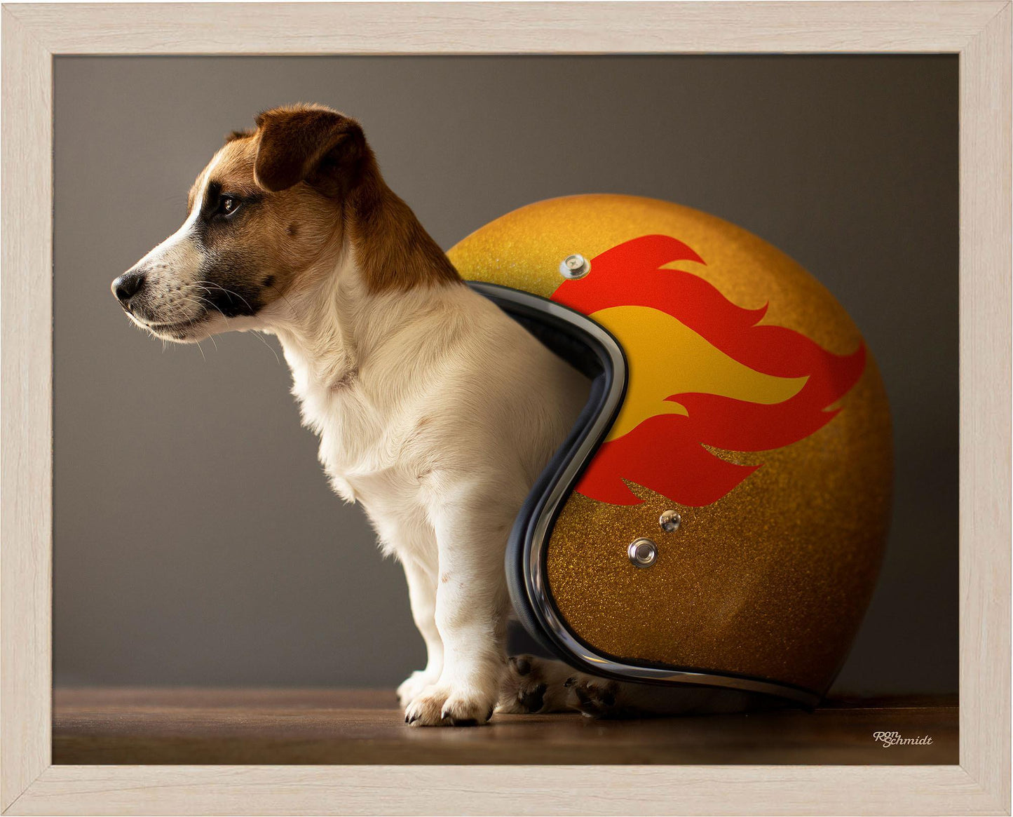 helmet-jack-russell-terrier-framed-print-F759224062N.jpg