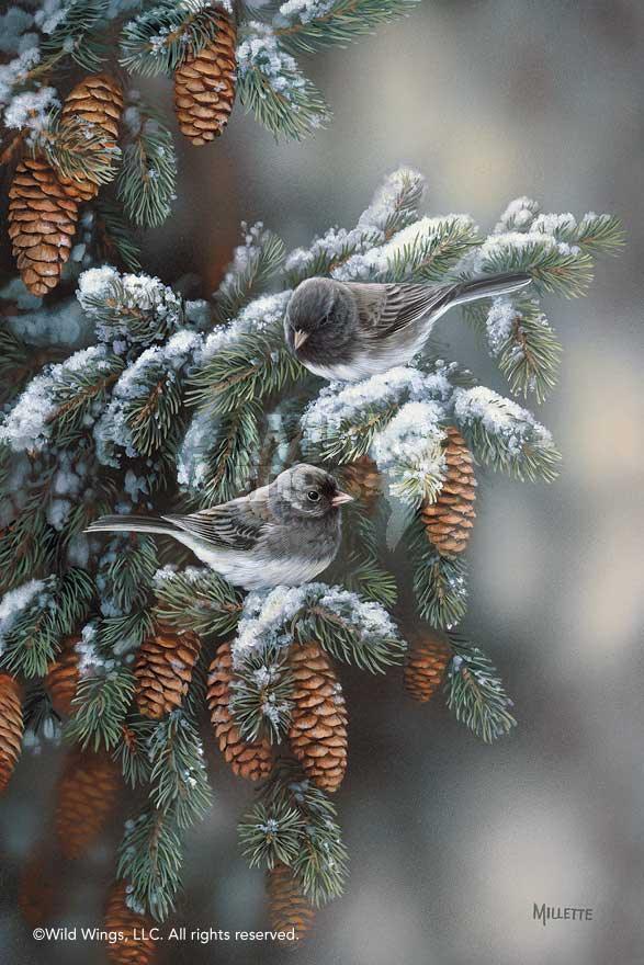 juncos-birds-art-print-winter-gems-by-rosemary-millette-1593853049d.jpg