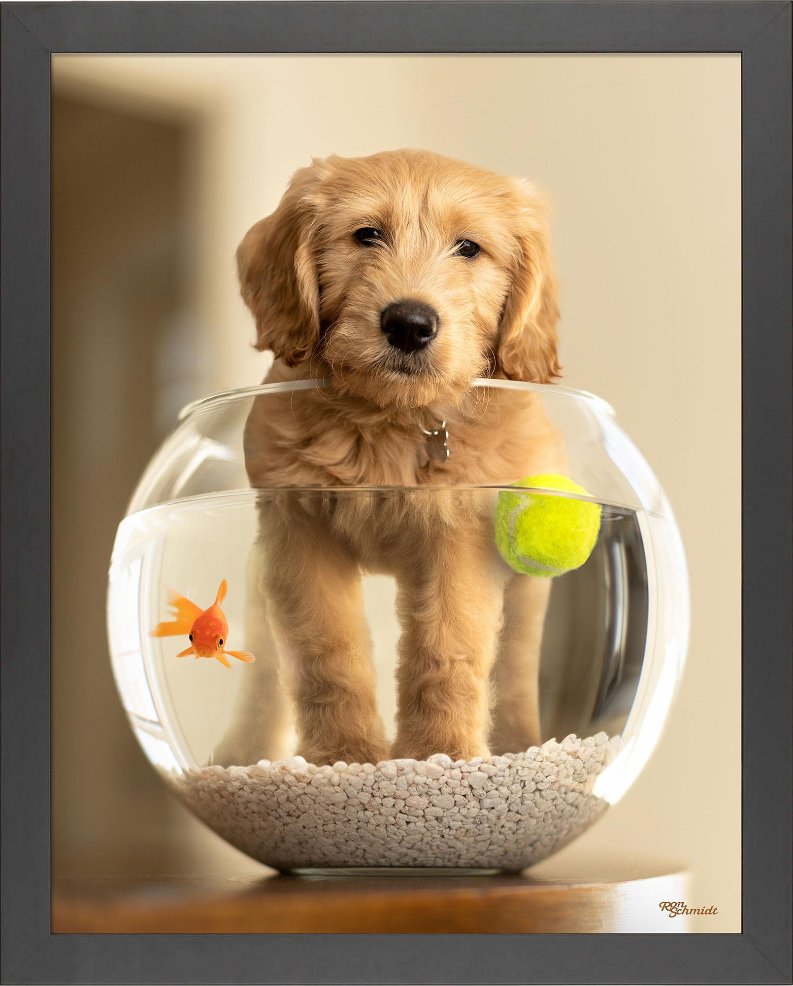 moby-goldendoodle-framed-print-F759478060B.jpg