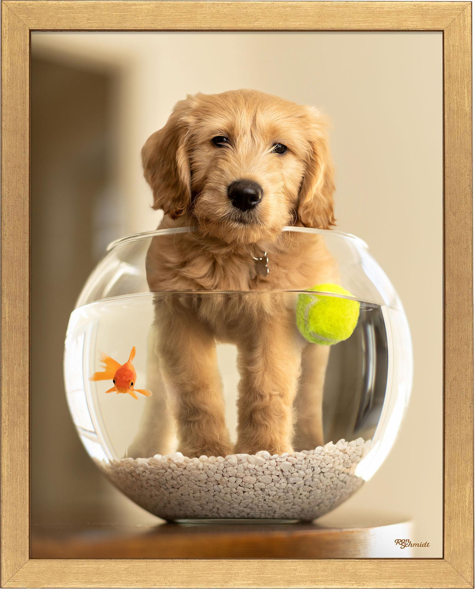 moby-goldendoodle-framed-print-F759478060G.jpg