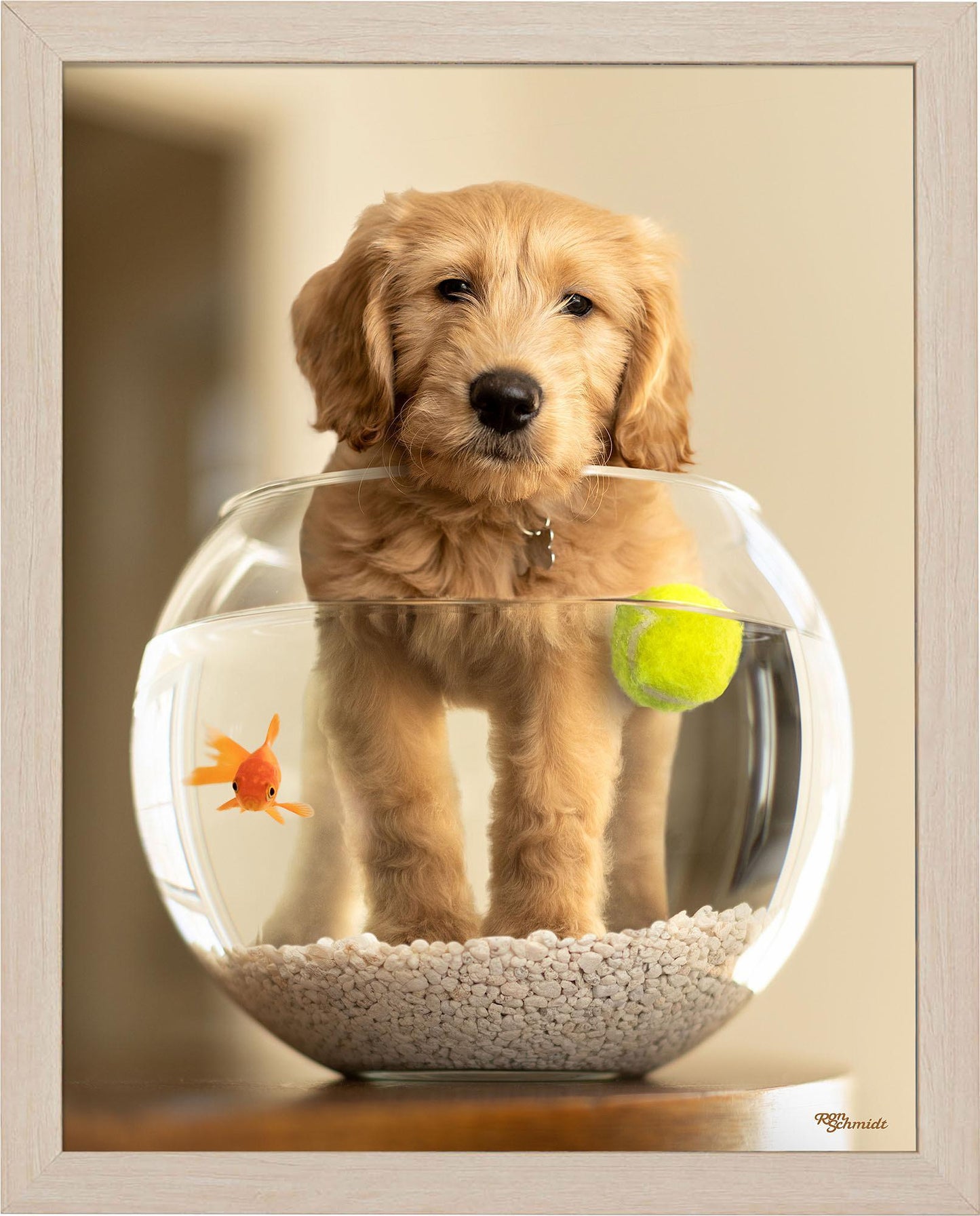 moby-goldendoodle-framed-print-F759478060N.jpg