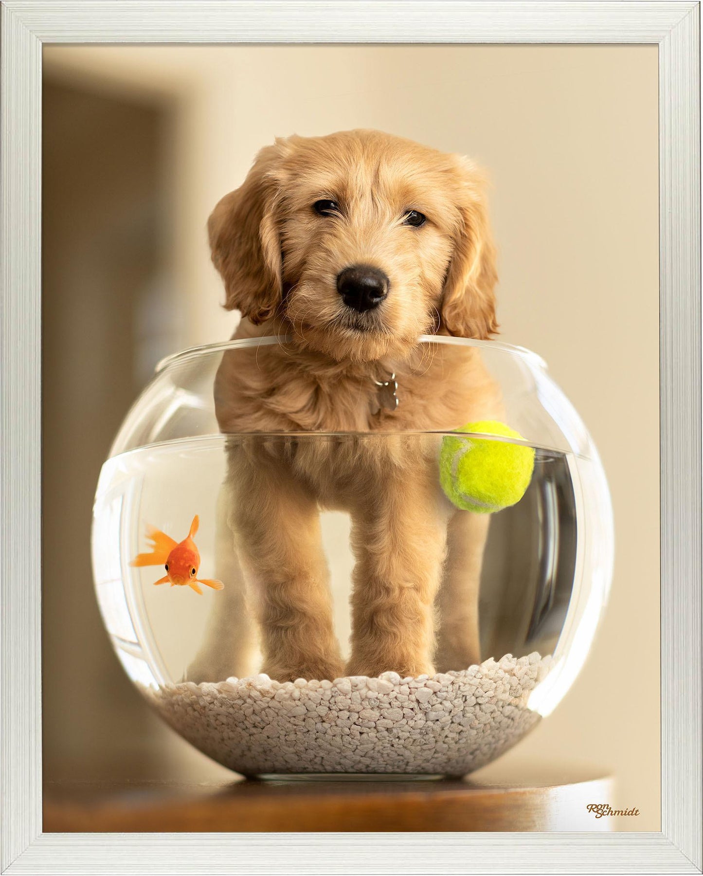 moby-goldendoodle-framed-print-F759478060S.jpg