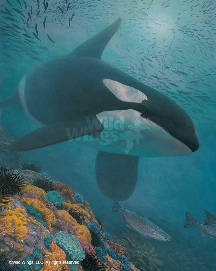 orca-killer-whale-art-print-salmon-hunter-by-randall-scott-1771692592d.jpg
