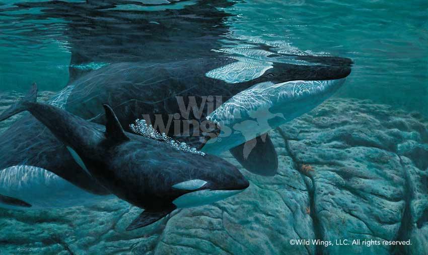 orca-killer-whales-art-print-shoreline-procession-by-randall-scott-1771700092d.jpg