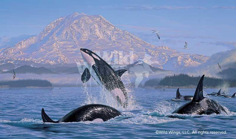 orca-whale-art-print-on-the-pacific-rim-by-lee-kromschroeder-1476595392d.jpg