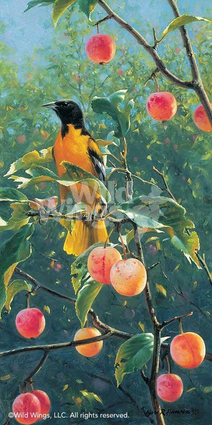 oriole-bird-art-print-oriole-in-the-orchard-by-marc-hanson-1378590036d_7665846d-2b5a-4698-a2cb-7a0fb2386664.jpg