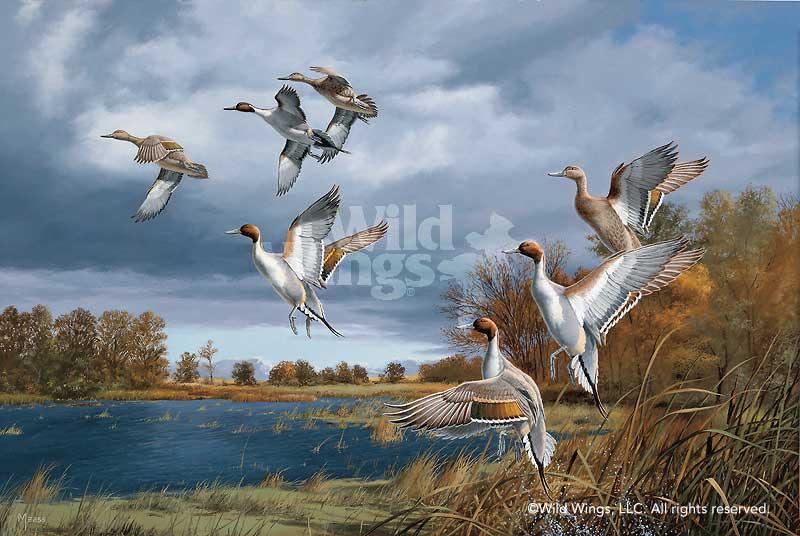 pintail-ducks-art-print-rapid-ascent-by-david-maass-1540655002d.jpg