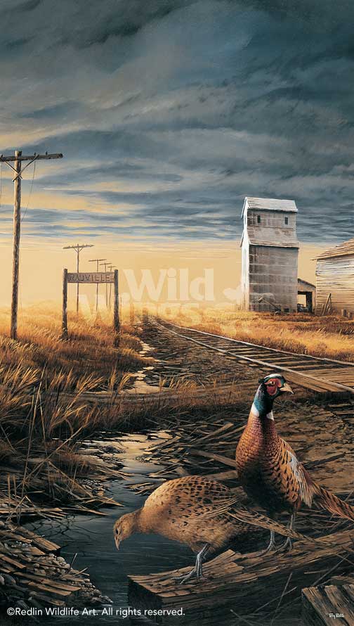 prairie-skyline-pheasants-art-print-by-terry-redlin-1701433789d.jpg