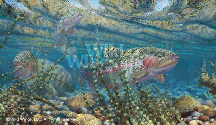 rainbow-trout-fish-art-print-matching-the-hatch-by-mark-susinno-1835523051d_5c95ea87-4972-421e-9c03-839d71f77cae.jpg
