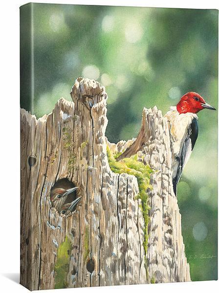 red-headed-woodpecker-family-gallery-wrapped-canvas-susan-bourdet-F085668531CGW_07032cf8-1d3d-41dd-abb0-8c0c769e2bd6.jpg