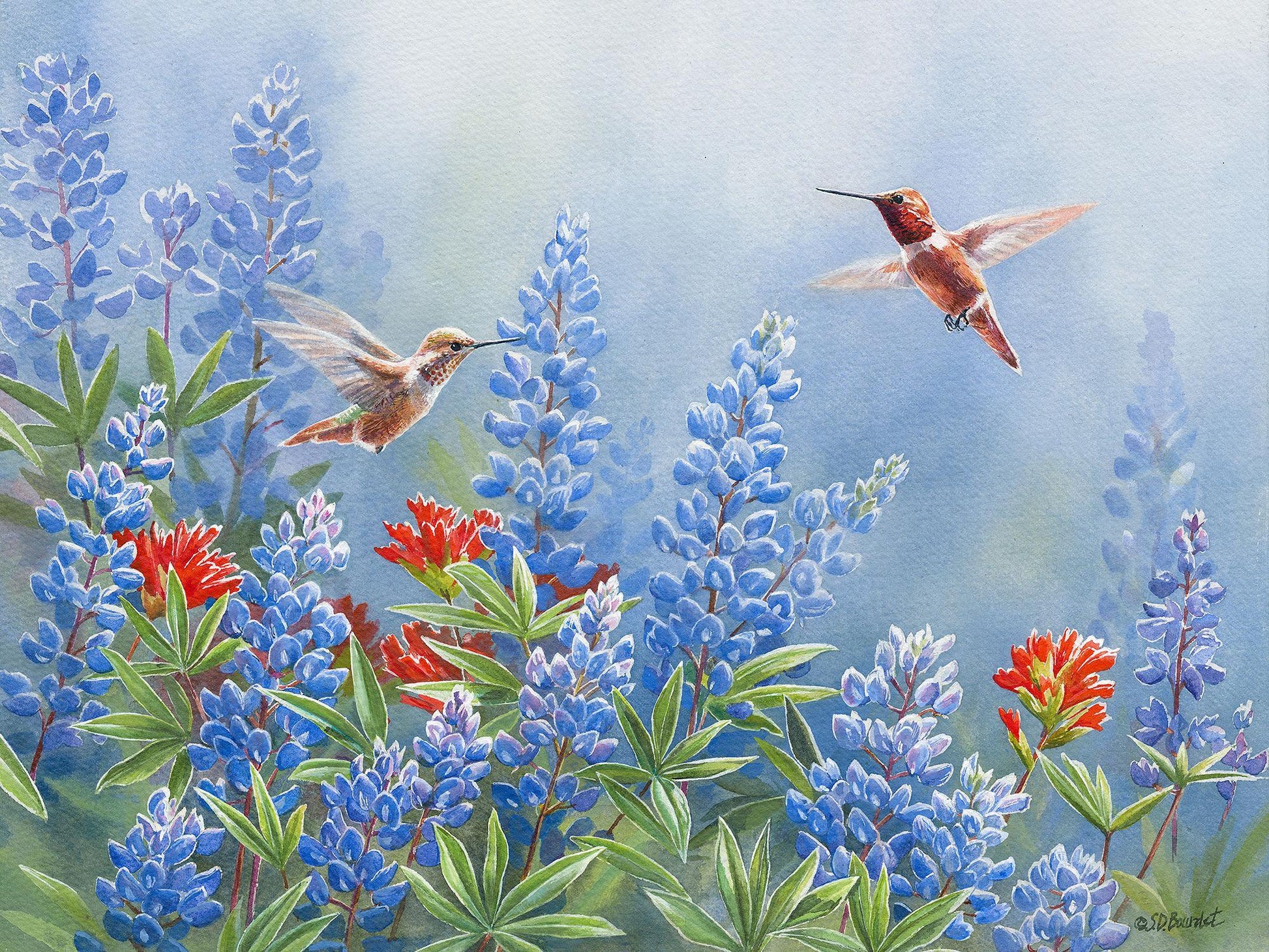 rufous-pain-in-bluebonnets-1085688541IG.jpg