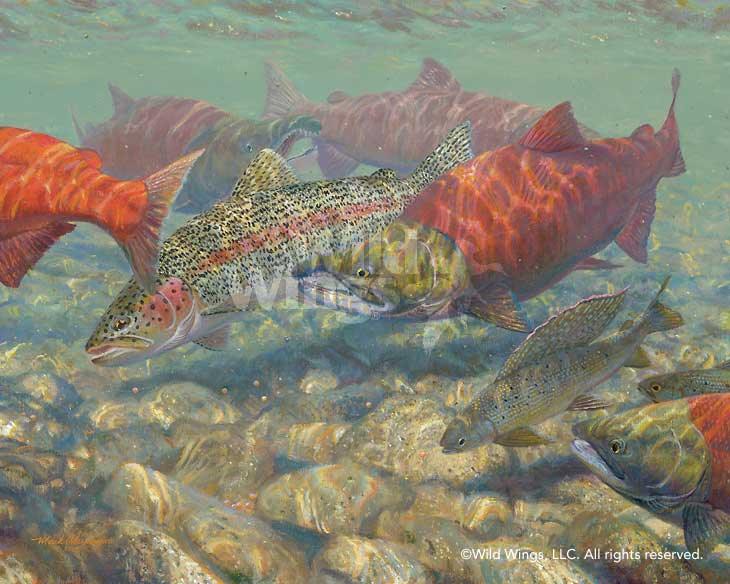 salmon-fish-art-print-defending-the-redd-by-mark-susinno-1835138051d_b7f37a81-d452-4eb8-bb15-47ce0dc909eb.jpg