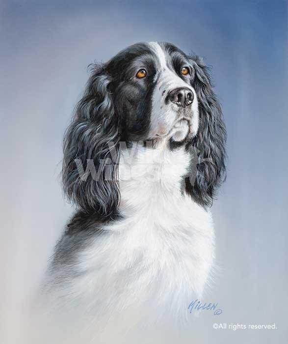 springer-spaniel-dog-art-print-by-jim-killen-1432751258d_649157ed-35e2-4688-9471-46c3285d0060.jpg