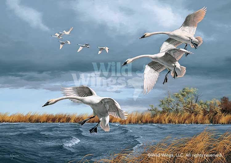 Trumpets of Autumn-Swans Art Collection – Wild Wings