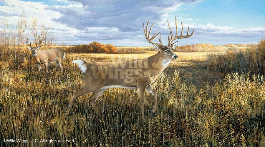 the-hanson-buck-whitetail-deer-art-print-by-ron-van-gilder-1913270065d.jpg